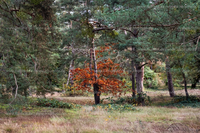 Leuchtender Baum im Wald | Naturfoto | Schwanheimer Dünen, Frankfurt