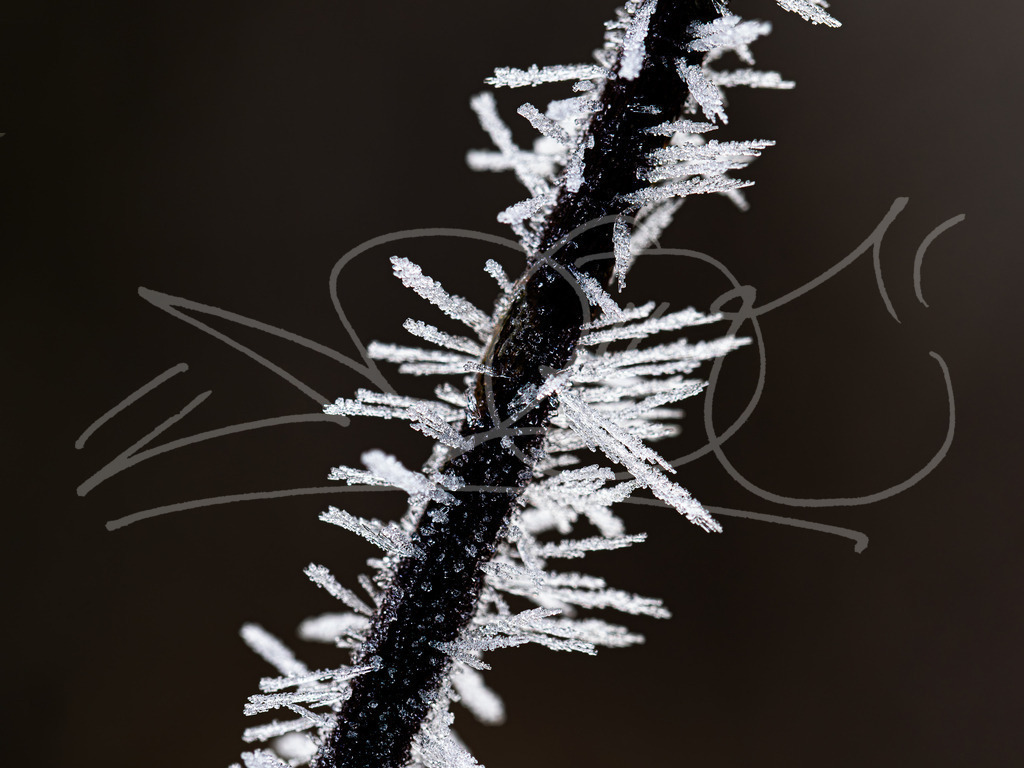 Frost Ast | Gefrorener Nebel an den Büschen und Bäumen. - Realisiert mit Pictrs.com