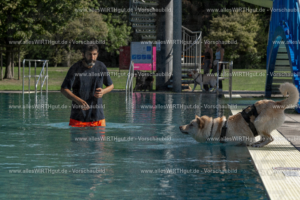 Hundeschwimmen_Volksbad_2026-allesWIRTHgut_Tierfotografie-2609061554-FAY07333 | Professionelle Tierfotografie in Mönchengladbach von Daniel Wirth (allesWIRTHgut). Liebevolle & natürliche Bilder von Hunden & Katzen für unvergessliche Erinnerungen.
