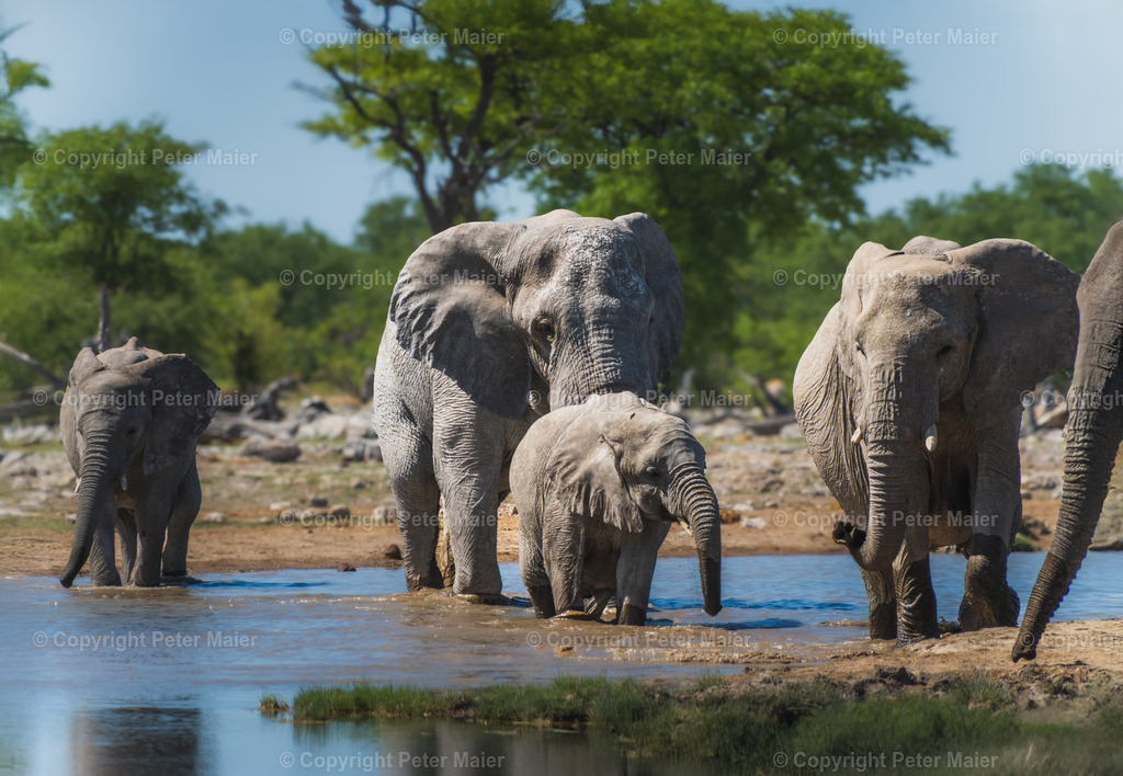Etosha_Nationalpark_Namibia-691-Bearbeitet | piet_flosse