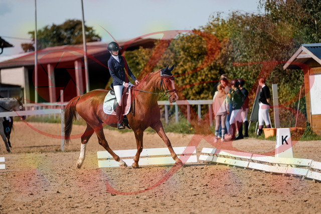 2026_10_03_Siefer-Hof_123436_Z63_52867486 | Professionelle Reitsport-, Turnier- und Eventfotografie von Robert Broda. Galerien mit ausgewählten und bearbeiteten Bildern direkt online ansehen und bestellen.