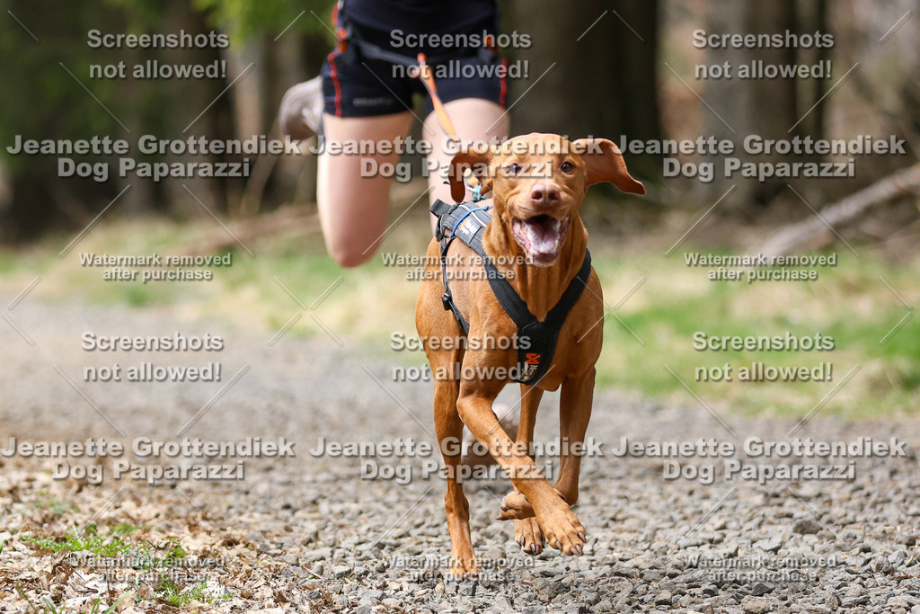 Dog Paparazzi - VCC26-495 | Dog Paparazzi Jeanette Grottendiek Fotografie & Videografie - Realisiert mit Pictrs.com