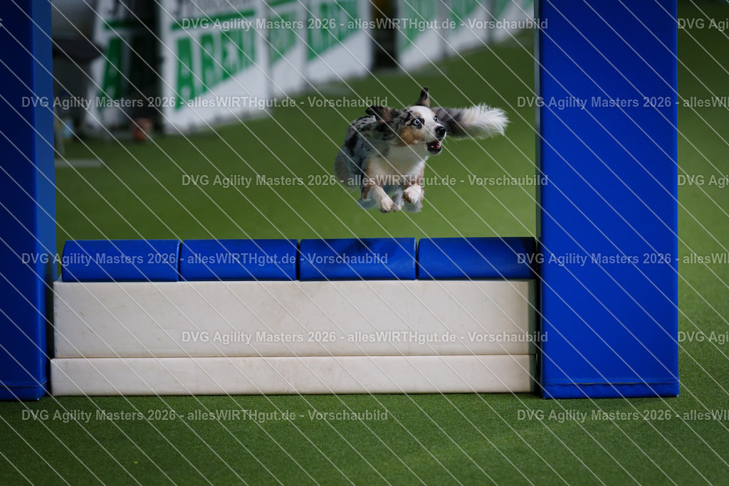 allesWIRTHgut_Tierfotografie-DVG_Agility_Masters_2026-11_15-7R505311 | Professionelle Tierfotografie in Mönchengladbach von Daniel Wirth (allesWIRTHgut). Liebevolle & natürliche Bilder von Hunden & Katzen für unvergessliche Erinnerungen.
