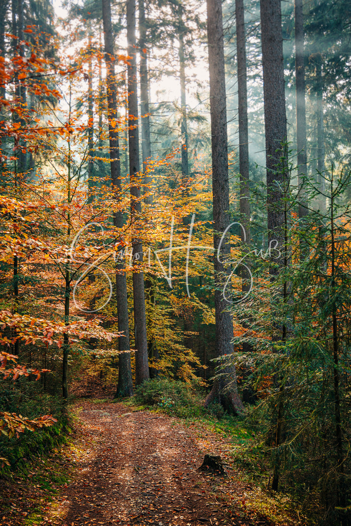 Oberpfälzer Wald | simonsuess - Realisiert mit Pictrs.com