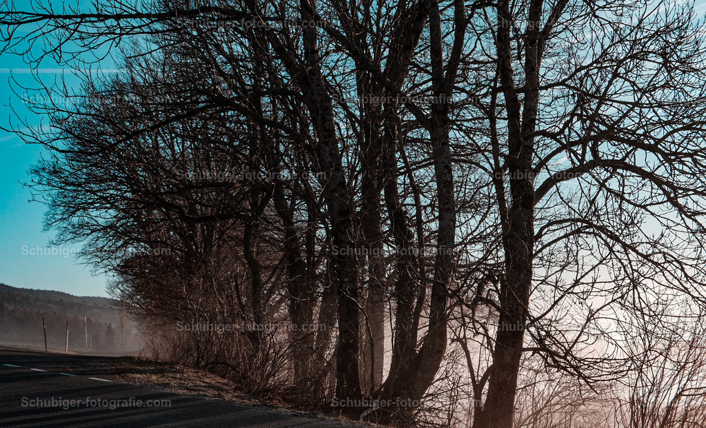 Bäume im Nebel | Bäume im Nebel - Realisiert mit Pictrs.com