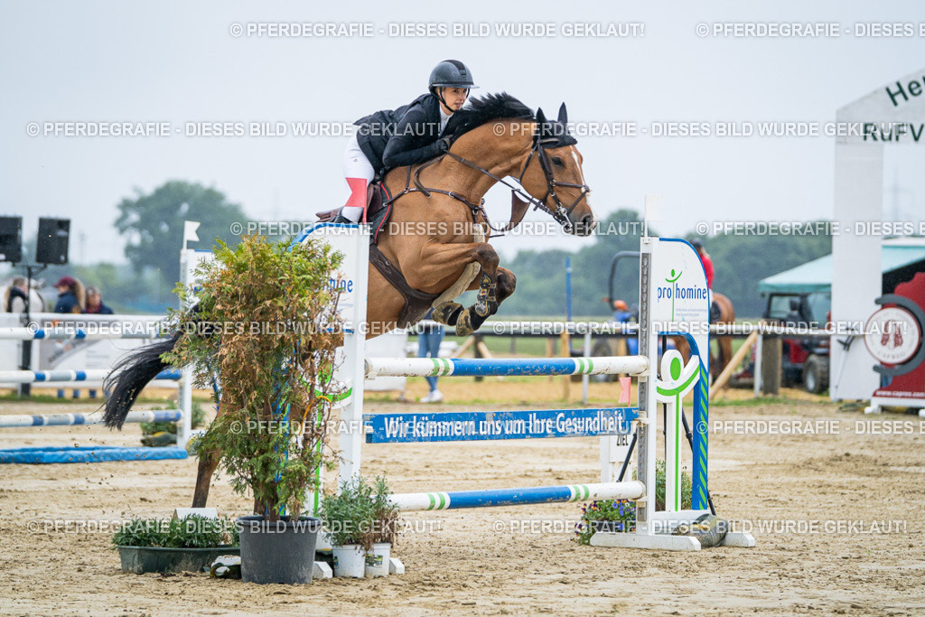 DSC01975 | Pferdegrafie