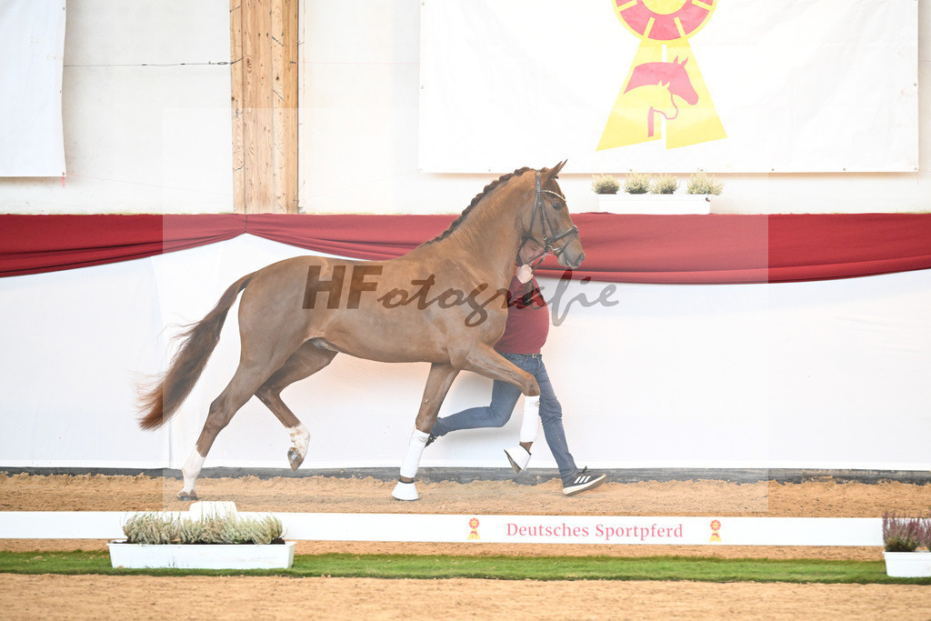 Kat-Nr. 57 Vitalis x Borsalino_Wiens_47240841 | hf-fotografie - Realizzato con Pictrs.com