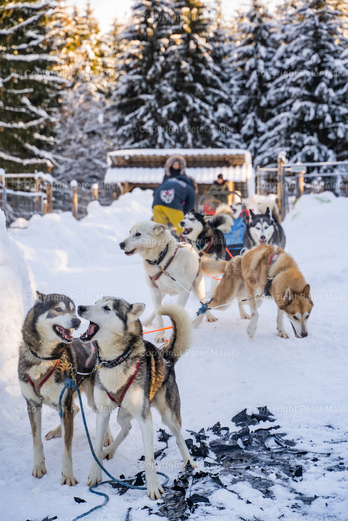 Huskyschlitten_Faubelhof_Hohenthurn-156 | piet_flosse