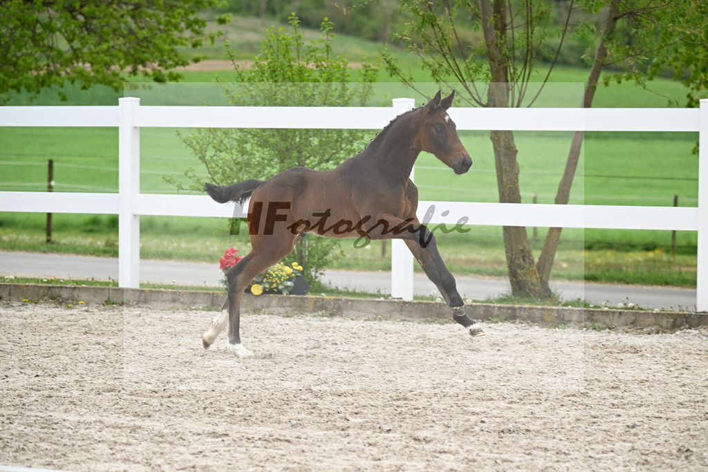 Kat-Nr. 8 HF Tesino RS x Benetton Dream_Greim_23260940 | hf-fotografie - Realisiert mit Pictrs.com