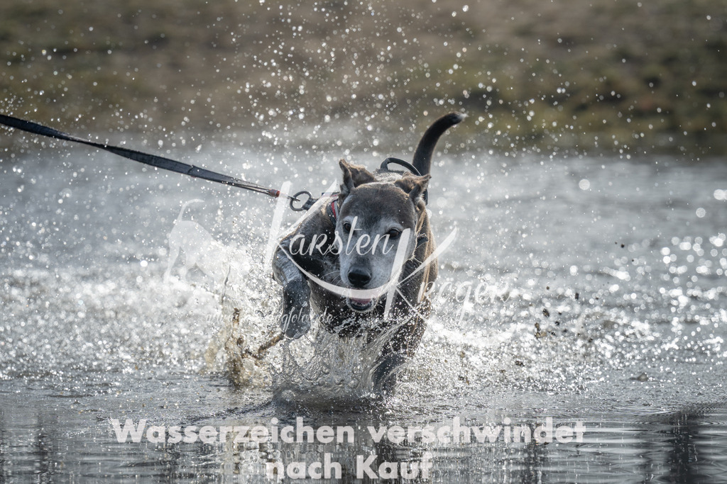 1023_ZZ97200 | kk-dogfotos