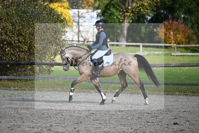 Kat-Nr. 11 Magnus HL v. Mescal_ZG Donau-Ries_43250647 | hf-fotografie - Realized with Pictrs.com