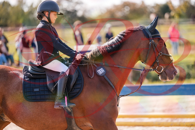 2026_10_03_Siefer-Hof_143844_Z81_09463023 | Professionelle Reitsport-, Turnier- und Eventfotografie von Robert Broda. Galerien mit ausgewählten und bearbeiteten Bildern direkt online ansehen und bestellen.