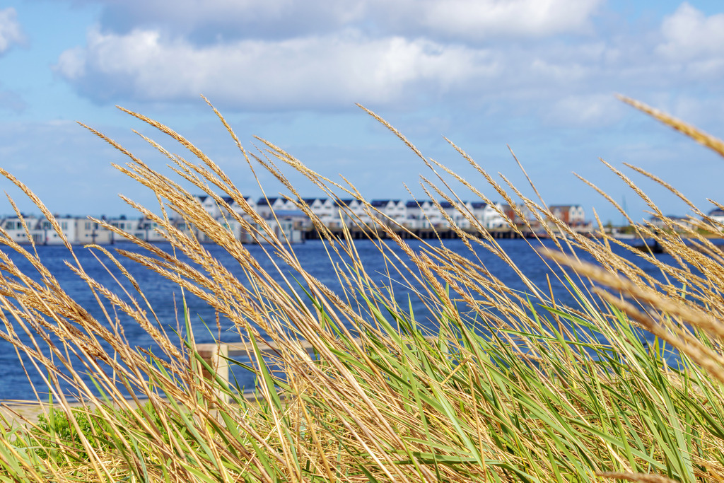 Wandbild: Strandhafer in Olpenitz | Dieses Wandbild im Querformat zeigt Strandhafer an der Promenade in Olpenitz. In der Unschärfe kann man Ferienwohnungen erkennen. Am blauen Himmel sind einige Wolken zu sehen.  - Realisiert mit Pictrs.com