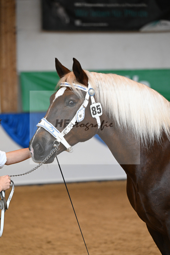 Kat-Nr. 85 Monarchin_Bachmair_53220472 | hf-fotografie - Realisiert mit Pictrs.com
