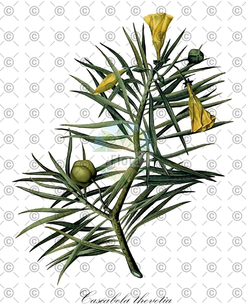 HistAbb_wfo-0000810099_2_ENZY_Simple | Historische Abbildung von Cascabela thevetia - Apocynaceae | Historical Illustration of Cascabela thevetia - Apocynaceae