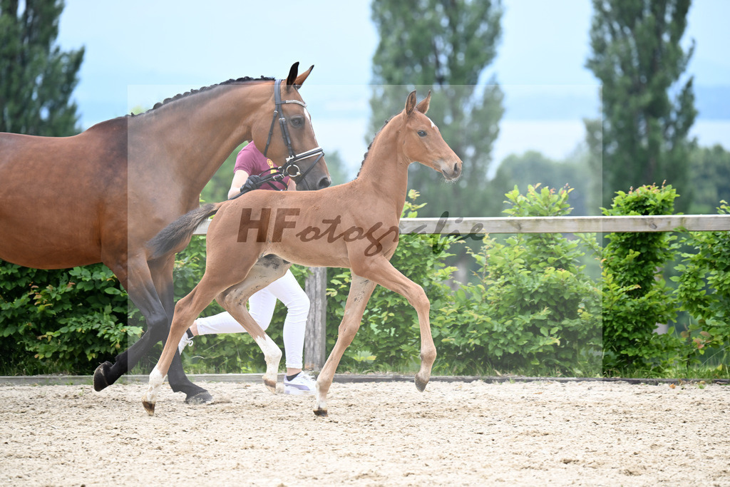 Kat-Nr. 9 Consantos x Comme il faut_HF_Mayer_14250373 | hf-fotografie - Realisiert mit Pictrs.com