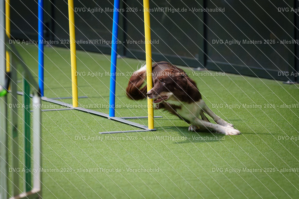 allesWIRTHgut_Tierfotografie-DVG_Agility_Masters_2026-09_25-7R501657 | Professionelle Tierfotografie in Mönchengladbach von Daniel Wirth (allesWIRTHgut). Liebevolle & natürliche Bilder von Hunden & Katzen für unvergessliche Erinnerungen.