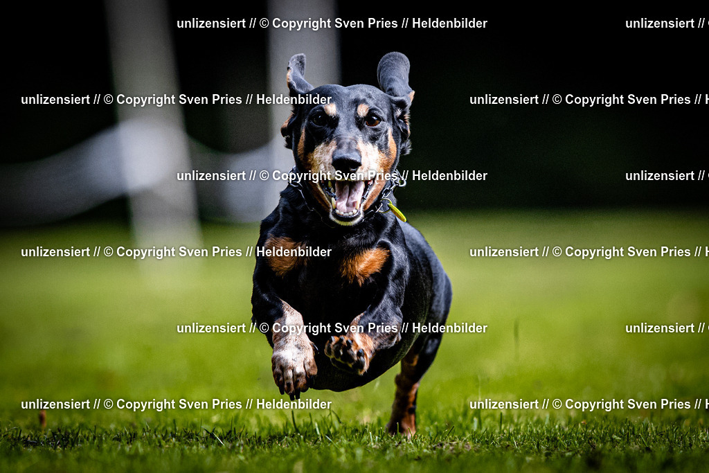 Sven Pries | 2025-10-03 - Hunderennen Obergrombach - Realisiert mit Pictrs.com