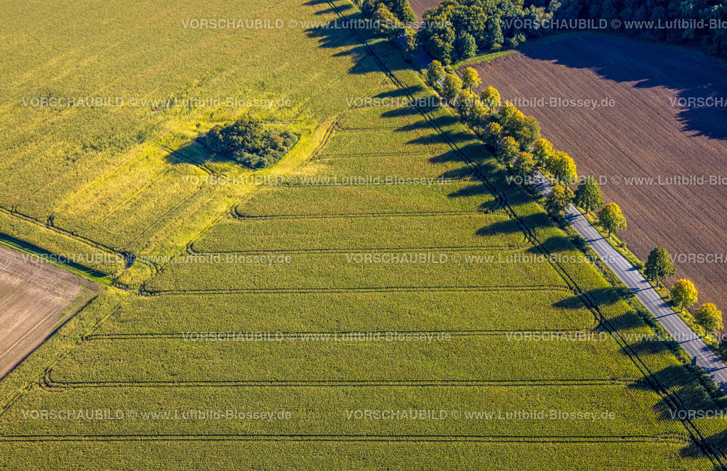 Bergkamen241006530Maiwald | Luftbild, dreieckige Baumgruppe auf einem Feld an der Lünener Straße, Acker, Feld, Baumgruppe, Landwirtschaft, Weddinghofen, Bergkamen, Ruhrgebiet, Nordrhein-Westfalen, Deutschland