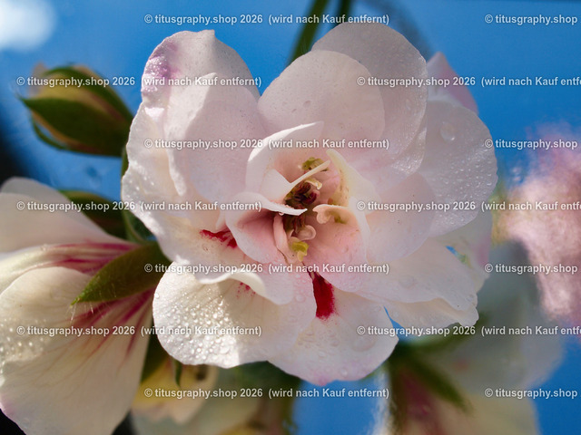titusgraphy_P7072604-vz-ln | titusgraphy-shop: Geschenkideen mit Qualitätsfotos. titusgraphy-shop: gift ideas with quality photos. titusgraphy-shop: idées cadeaux avec photos de qualité.  - Realisiert mit Pictrs.com