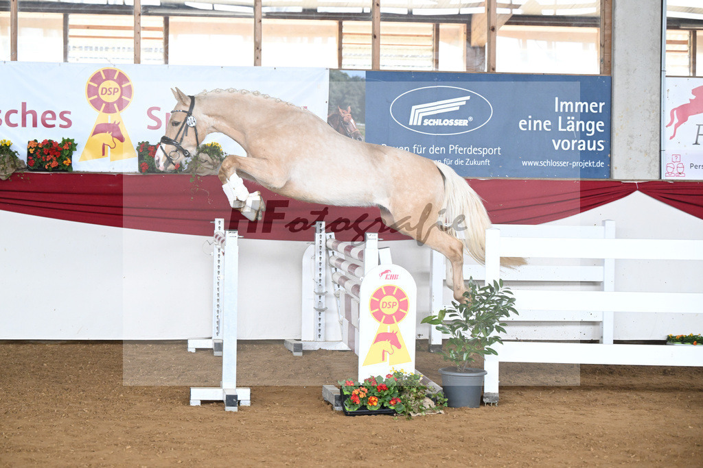 Kat-Nr. 4 Golden Jackpot v. Global Champion WE_Dirlan_16250499 | hf-fotografie - Realisiert mit Pictrs.com