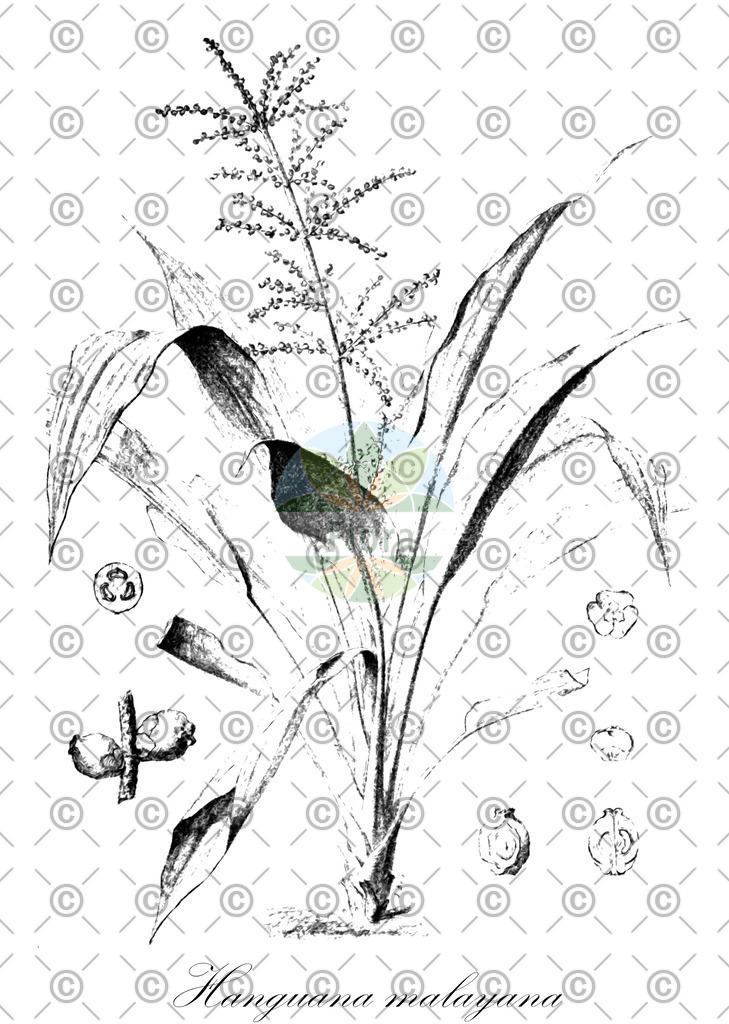 HistAbb_wfo-0000979296_1_ENZY_Simple | Historische Abbildung von Hanguana malayana - Hanguanaceae | Historical Illustration of Hanguana malayana - Hanguanaceae