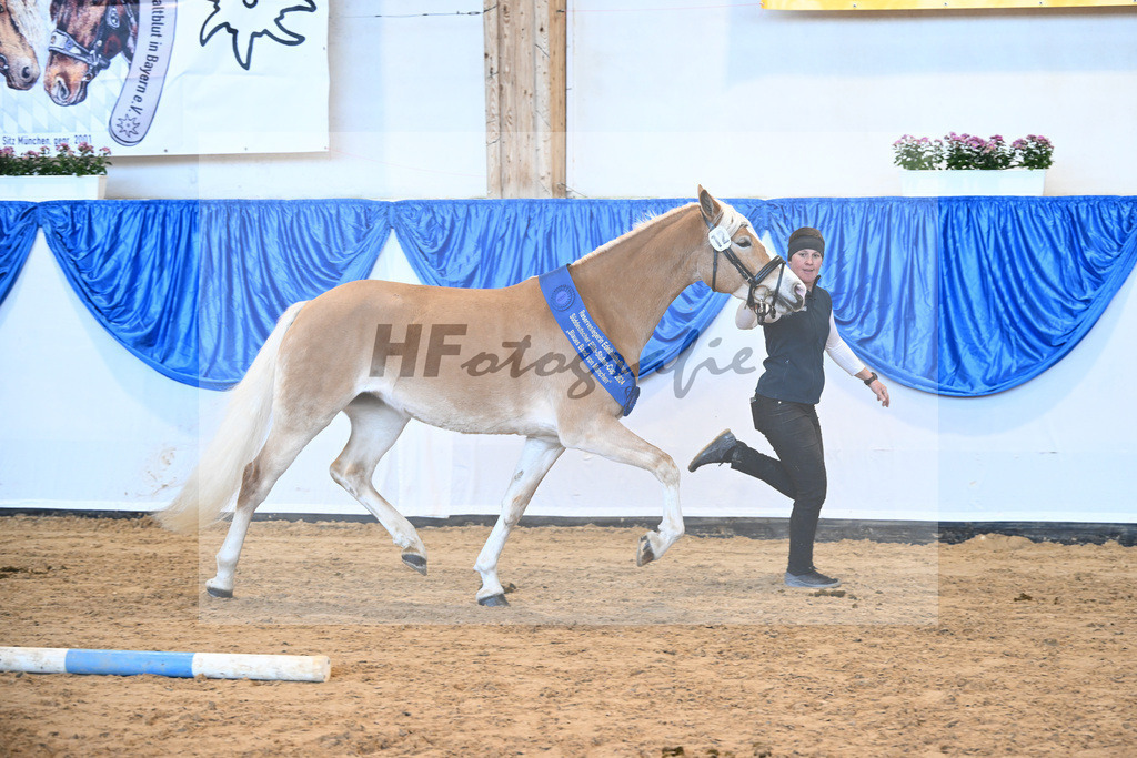 Bl. Band Kat-Nr. 12 Luna K v. Salto_Kerscher_48241318 | hf-fotografie - Realisiert mit Pictrs.com
