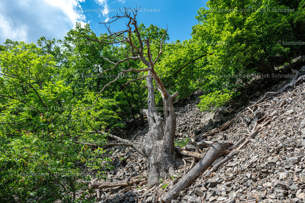 10049-13244 - Im Bodetal bei Thale | Stockfoto und Bilderpool mit Bildmaterial aus Deutschland, dem Harz, Halberstadt, Quedlinburg, Wernigerode und weltweit. Qualitativ hochwertige und professionelle Fotos anschauen und kaufen. - Realisiert mit Pictrs.com