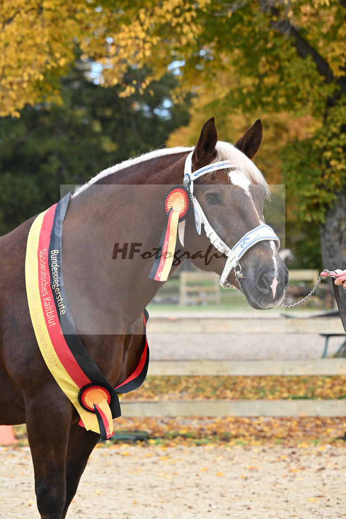 Kat-Nr. 85 Monarchin_Bachmair_53222996 | hf-fotografie - Realisiert mit Pictrs.com