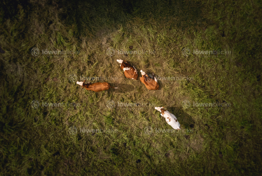 Kühe in einer Waldlichtung bei Deggingen | löwenblicke | shop