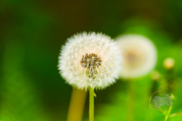 _DSC1043 | Shop für Prints Landschaftsfotografie Sächsische Schweiz Naturfotografie in Thüringen Fotos vom Findlingspark Nochten Kloster Sankt Marienstern Bilder Festung Königstein PanoramaRhododendronpark Kromlau FotogalerSchleswig-Holstein Küstenlandschaften