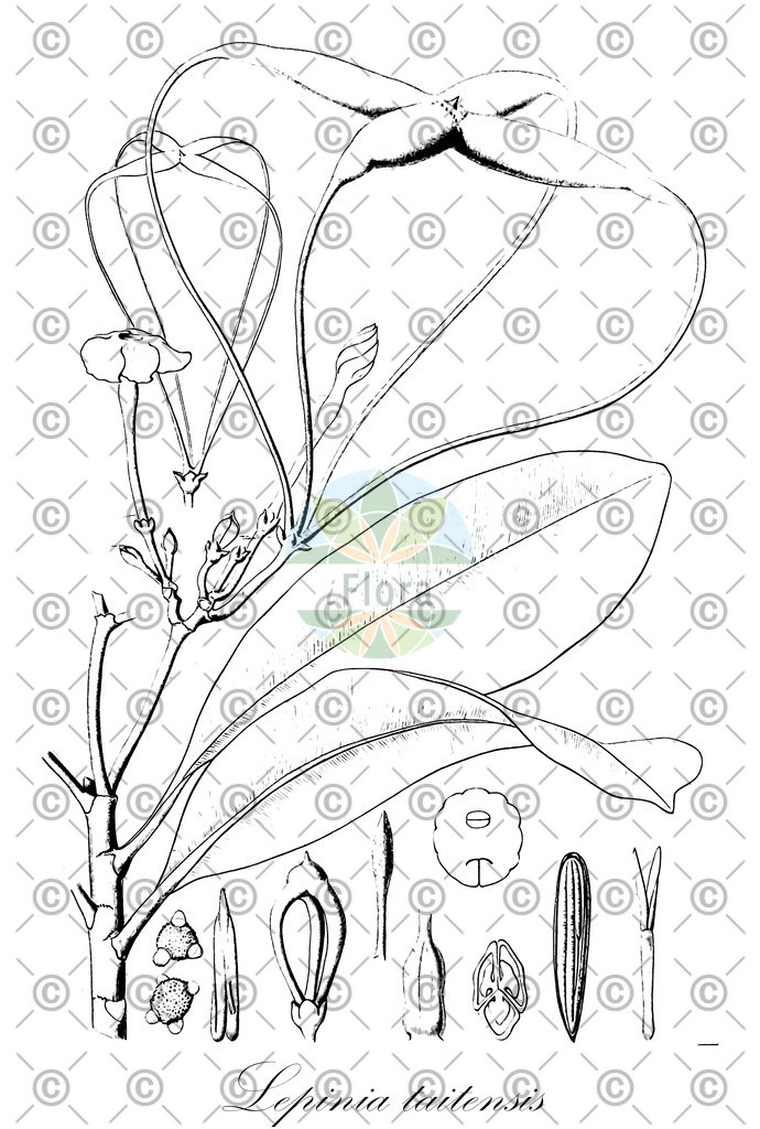 HistAbb_wfo-0000459843_1_ENZY_Simple | Historische Abbildung von Lepinia taitensis - Apocynaceae | Historical Illustration of Lepinia taitensis - Apocynaceae