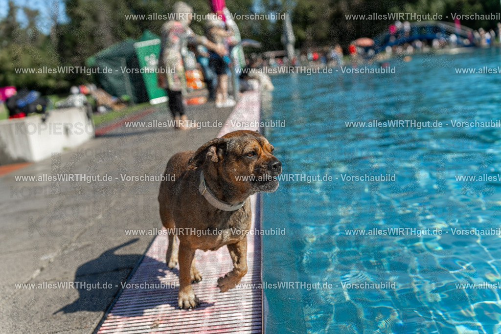 Hundeschwimmen_Volksbad_2026-allesWIRTHgut_Tierfotografie-2609061121-103125-7R509577 | Professionelle Tierfotografie in Mönchengladbach von Daniel Wirth (allesWIRTHgut). Liebevolle & natürliche Bilder von Hunden & Katzen für unvergessliche Erinnerungen.
