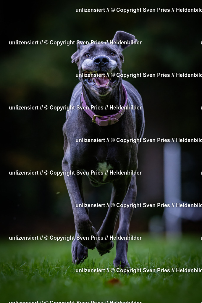 Sven Pries | 2024-10-19 - Hunderennen Ober-Grombach - Realisiert mit Pictrs.com