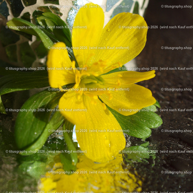 P3034786_edited | Fotokunstarbeit aus der INSTAGRAM-Gallerie auf titusgraphy.eu - Realisiert mit Pictrs.com