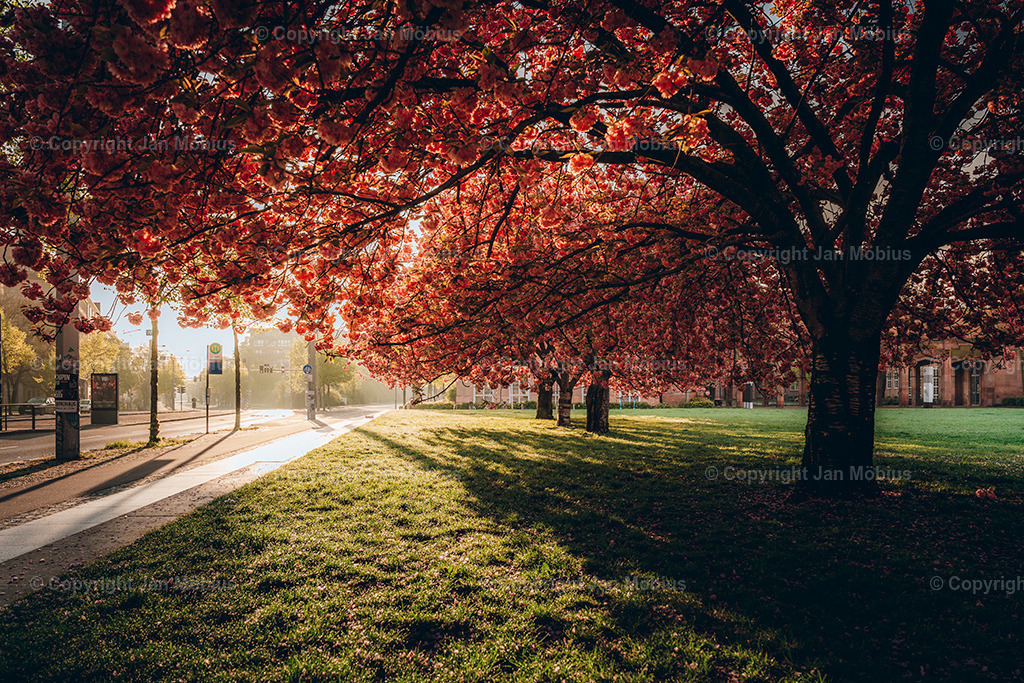 _DSC1825 | Leipzig Wandbilder Drucke Prints Leinwand Stadtmotive Leipzig Fotosdruck Kunstdrucke Bilder Leipzig Stadtansichten Acrylglasbilder Leipzig Wanddeko Fine Art Prints Wandbilder Büro Leipzig Bilder Praxis Zuhause Bilderdruck Poster Posterlounge Kunstdrucke - Realisiert mit Pictrs.com