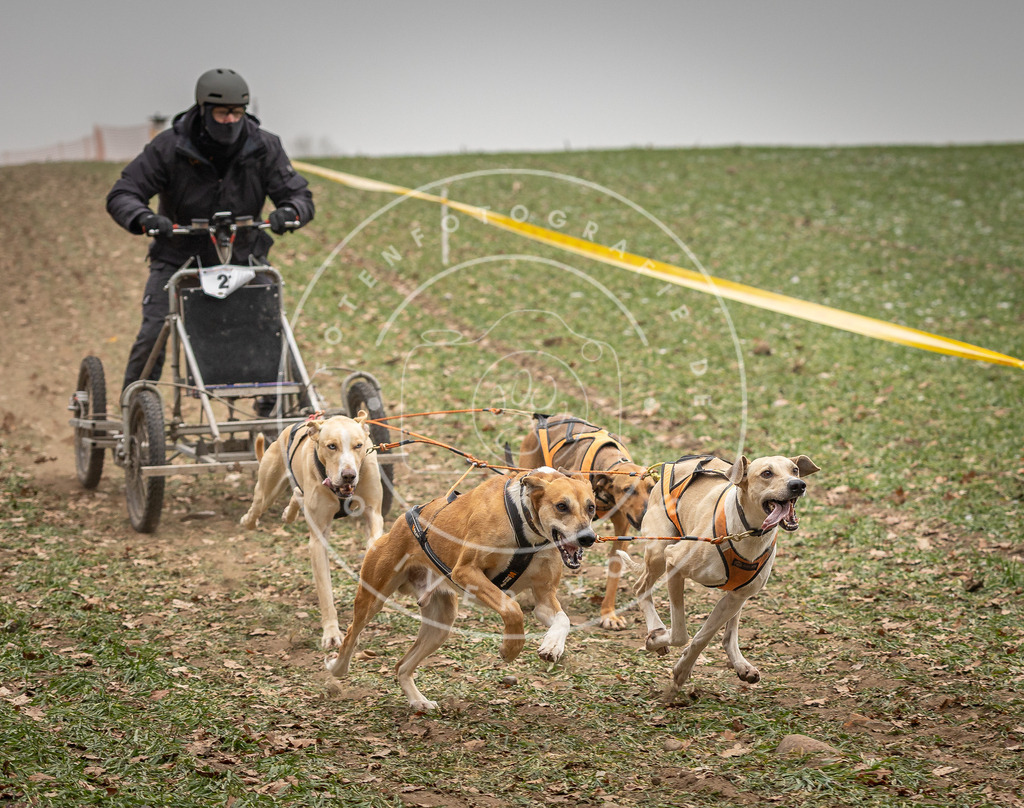 Pfotenfotografie_DV3A4358 | Hundefotografie, Tierfotograf, Pfotenfotografie, Fotoshooting Hund, Hunde Portrait, Hundesport, Hundeportraits, Heideshooting, Hunde, Sportfotograf, Hundefotograf, Turnierhundsport, THS,  - Realisiert mit Pictrs.com