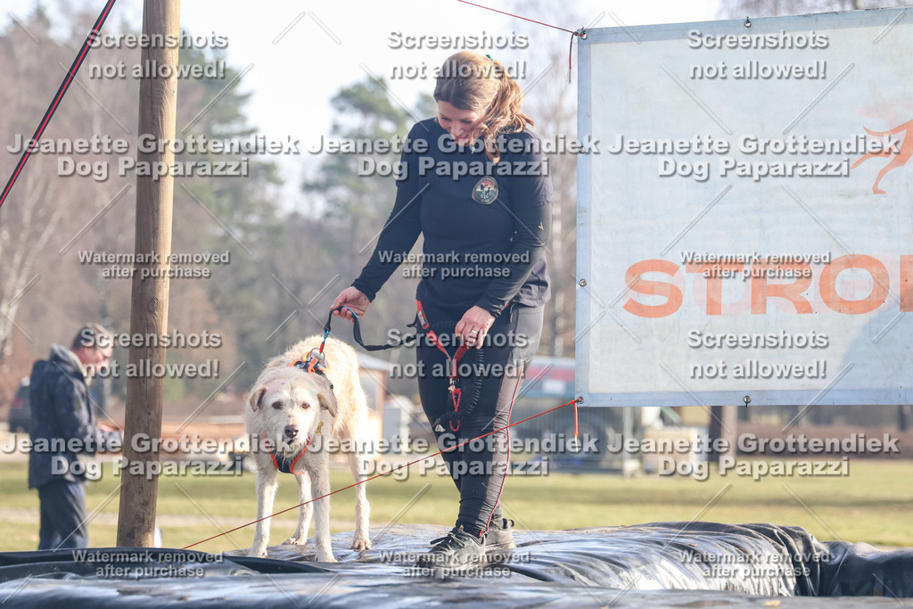 Dog Paparazzi - Strongdog North Mrz26-270 | Dog Paparazzi Jeanette Grottendiek Fotografie & Videografie - Realisiert mit Pictrs.com