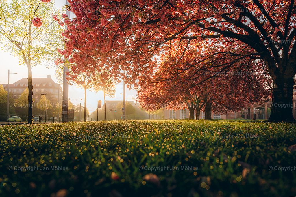 _DSC1740 | Leipzig Wandbilder Drucke Prints Leinwand Stadtmotive Leipzig Fotosdruck Kunstdrucke Bilder Leipzig Stadtansichten Acrylglasbilder Leipzig Wanddeko Fine Art Prints Wandbilder Büro Leipzig Bilder Praxis Zuhause Bilderdruck Poster Posterlounge Kunstdrucke - Realisiert mit Pictrs.com