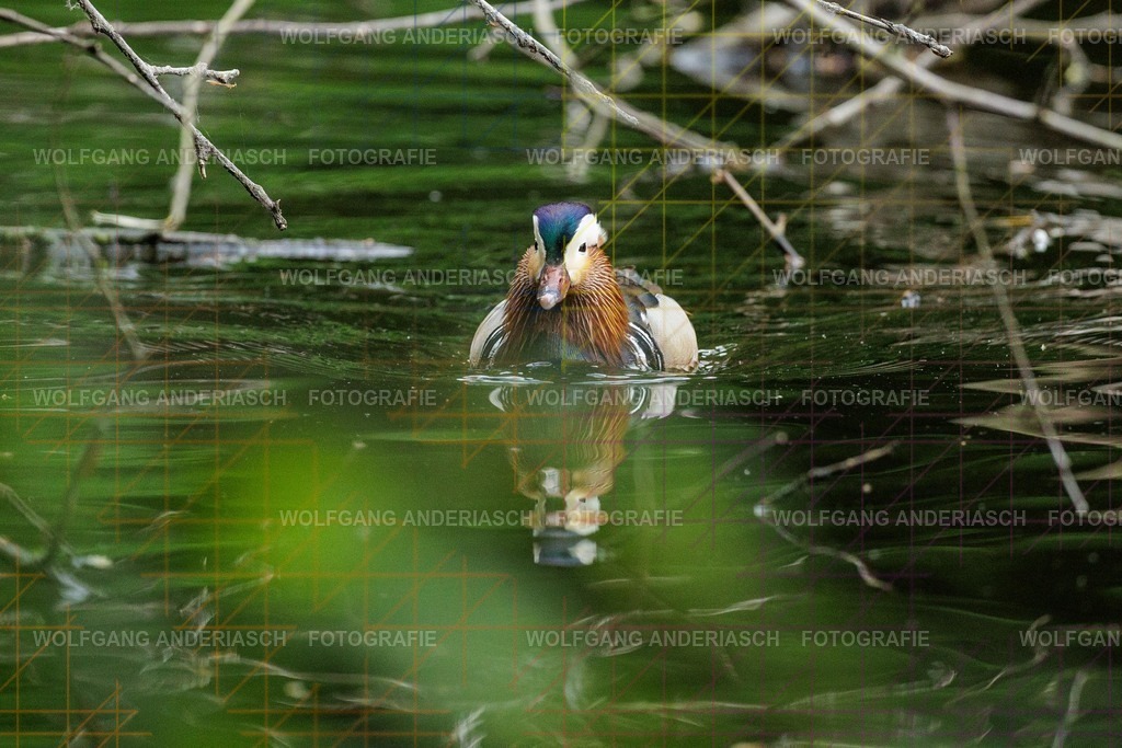 25320476 | Rund um den Jakobiweiher im Frankfurter Stadtwald entstehen ruhige Naturmomente: Enten gleiten durchs Wasser, junge Gänse entdecken ihre Umgebung. Lebendige Stadtnatur, friedlich, nah und voller Leichtigkeit. - Realisiert mit Pictrs.com