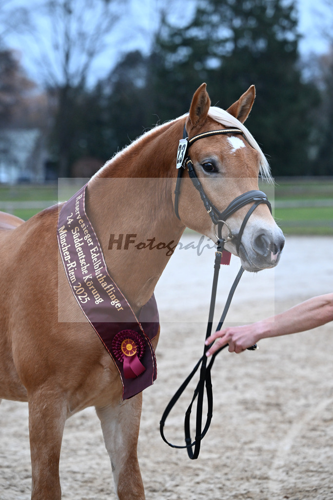 Kat-Nr. 23 Maverick v. Manu_Lechner_48251896 | hf-fotografie - Realisiert mit Pictrs.com