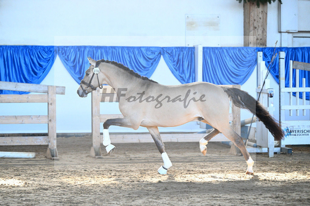 Kat-Nr. 10 Gentleman M v. Gold Garant_Meyer_9260232 | hf-fotografie - Realisiert mit Pictrs.com