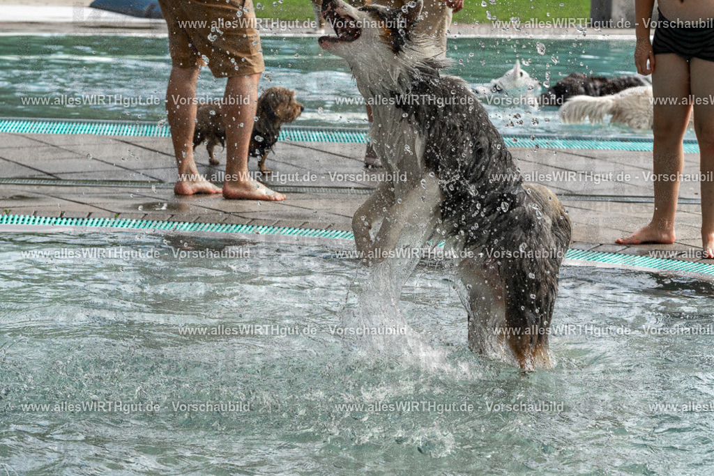 Hundeschwimmen_Volksbad_2026-allesWIRTHgut_Tierfotografie-2609061512-FAY07144 | Professionelle Tierfotografie in Mönchengladbach von Daniel Wirth (allesWIRTHgut). Liebevolle & natürliche Bilder von Hunden & Katzen für unvergessliche Erinnerungen.