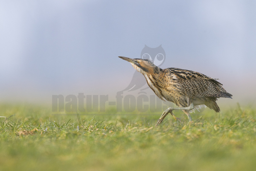 R5M29439_20260125 | Eine Rohrdommel (Botaurus stellaris) schreitet aufmerksam durch grünes Gras. Ihr braun-schwarz gemustertes Gefieder bietet eine hervorragende Tarnung. Der Vogel blickt mit erhobenem Kopf nach oben und vorne, während er sich langsam fortbewegt. Der Hintergrund ist ein weicher, unscharfer Übergang von hellem Blau zu einem leicht gelblichen Ton am Horizont. - Realisiert mit Pictrs.com