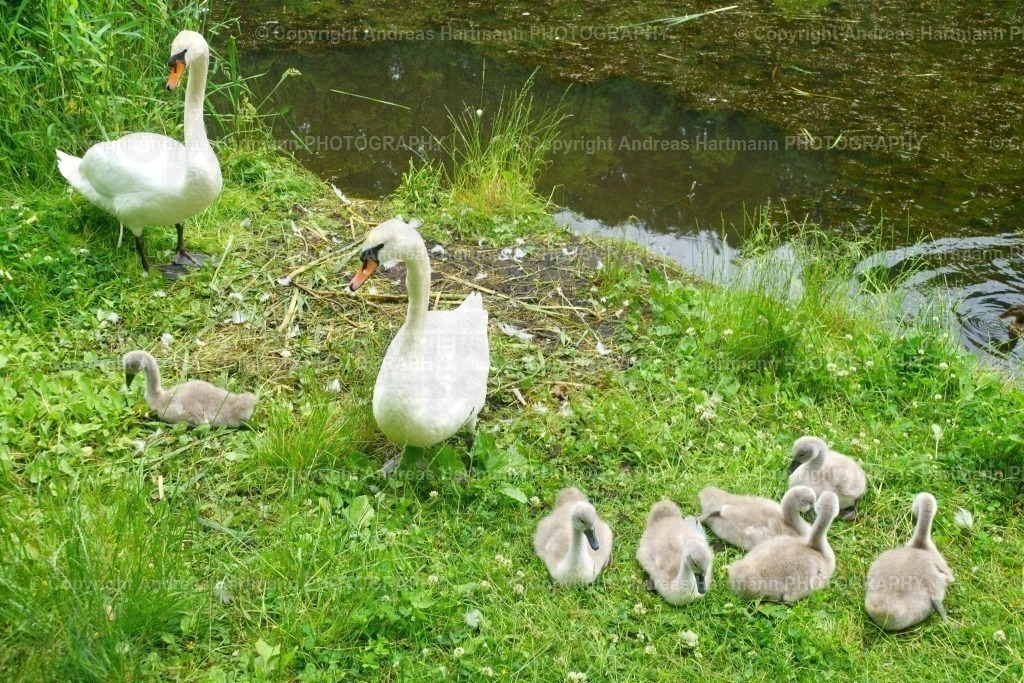 Schwanenfamilie | Schwanenfamilie - Realisiert mit Pictrs.com