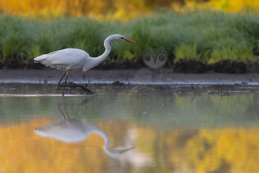 _5M28772_20250824 | Ein eleganter Silberreiher (Ardea alba) watet durch flaches Wasser, das den Himmel und die umliegende Vegetation spiegelt. Das weiße Gefieder des Vogels kontrastiert mit dem dunklen Schlamm und dem grünen Gras im Hintergrund. Die Wasseroberfläche zeigt eine goldene Spiegelung, die auf das Licht der Dämmerung oder des Sonnenaufgangs hindeutet. Der Reiher ist in einer aufmerksamen Haltung, wahrscheinlich auf der Suche nach Nahrung, und seine Spiegelung ist deutlich im Wasser zu sehen. - Realisiert mit Pictrs.com