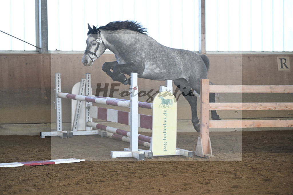 Kat-Nr. 2 Clover Hill Sparrow v. Blakehill Sparrow_ZG Lisberg_49250040 | hf-fotografie - Realisiert mit Pictrs.com