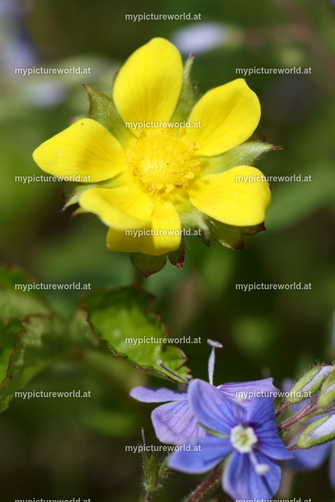 Indische Scheinerdbeere-003 | Das Bilderarchiv über Tiere, Planzen und Landschaften. In der Bilddatenbank finden Sie ein große Auswahl an hochwertigen Bilder für Ihre Werbung - Realisiert mit Pictrs.com