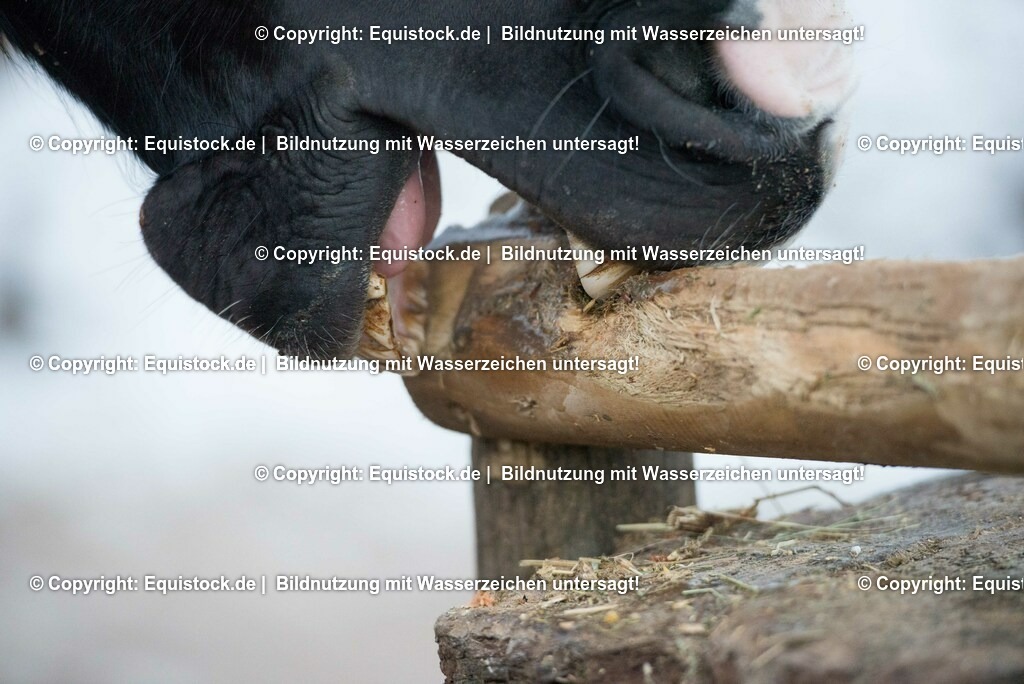 20170118_Koppendes Pferd_0006 | Foto: Thomas Hartig