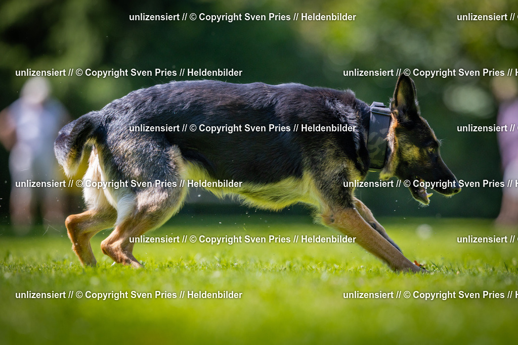 Sven Pries | 2025-08-10 - Hunderennen Durlach - Realisiert mit Pictrs.com